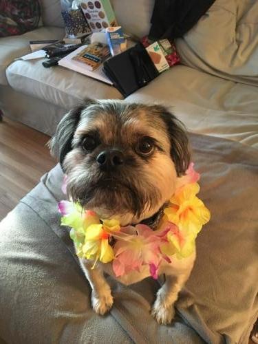 Buster in lei