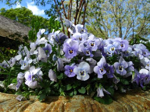 Flowers, Heritage Museum