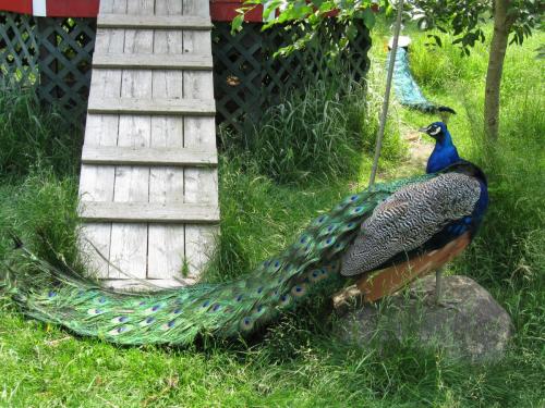 Peacock, St. Andrews, Canada