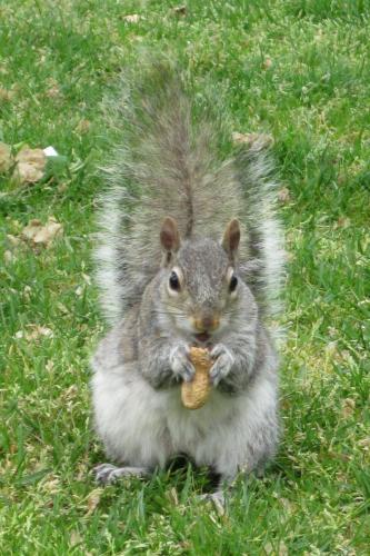 Squirrel, Public Garden